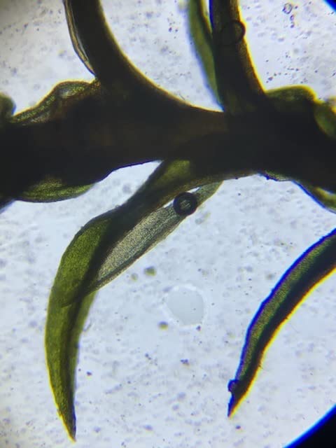 AmScope M162C-2L-PB10-WM 