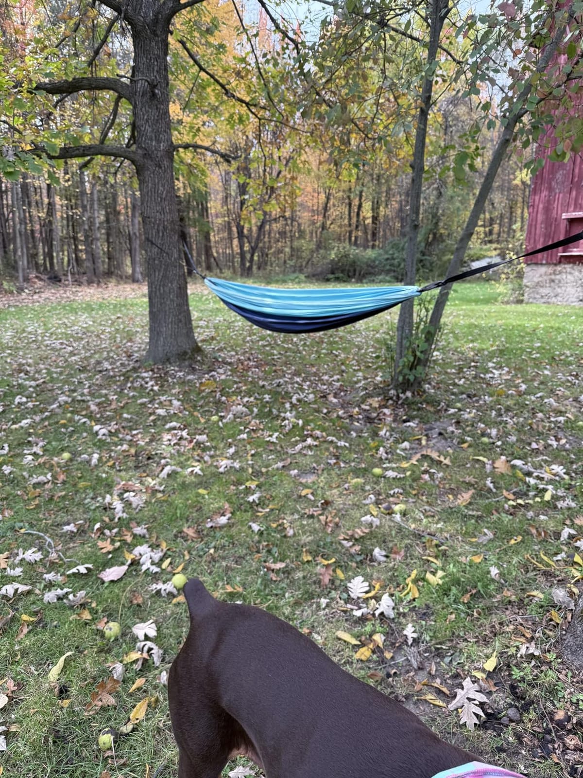 Wise Owl Outfitters Camping Hammock - up to 500lbs Portable Hammock with Tree Straps - Travel, Backpacking, Hiking, Outdoors Camping Gear - Single or Double customer photo 1