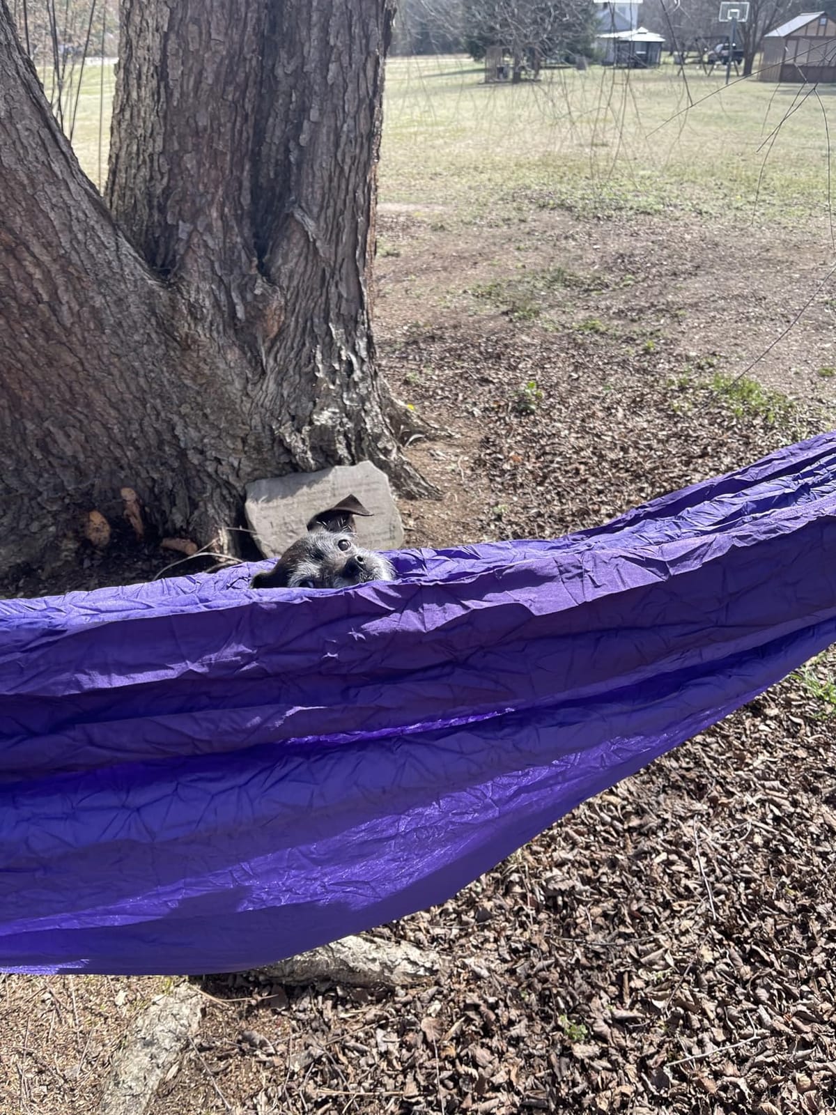 Wise Owl Outfitters Hammock for Camping Double Hammocks Gear for The Outdoors Backpacking Survival or Travel - Portable Lightweight Parachute Nylon DO Navy & Lt Blue customer photo 1