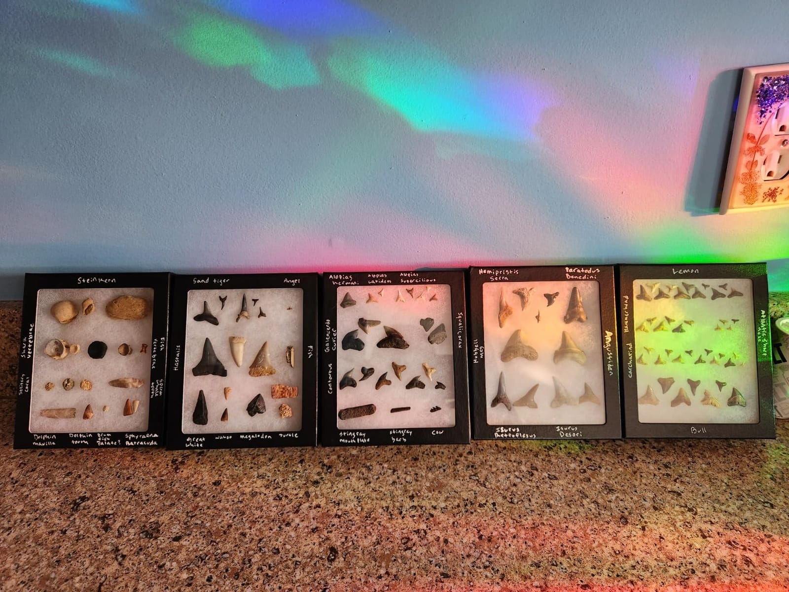 6 Pack of Riker Display Cases 5 x 6 x 3/4 for Collectibles, Arrowheads & More customer photo 1
