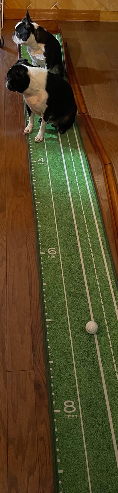 Perfect Practice Putting Mat & Golf Chipping Net - Indoor Golf Training Aid | Indoor putting green and chip shot practice, crystal velvet turf, alignment guides for home and outdoor, golf gifts for men customer photo 1