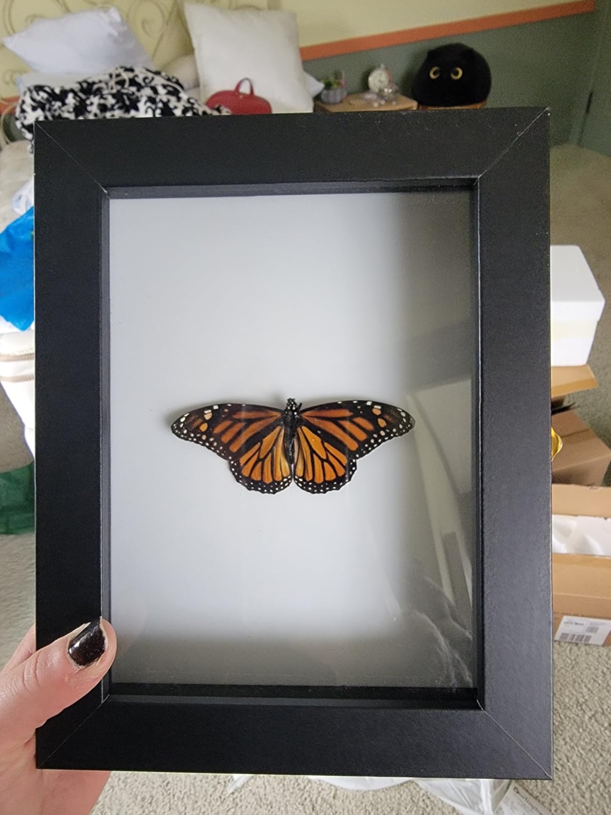 IHEIPYE Insect Display Case Bug Display Collection Box Large Black | Insect Shadow Box, Wall Mount, Anti Fade UV Protection Acrylic Top, Eva Foam Pinning Board, 3 Sizes Pins, Butterfly Specimen customer photo 1