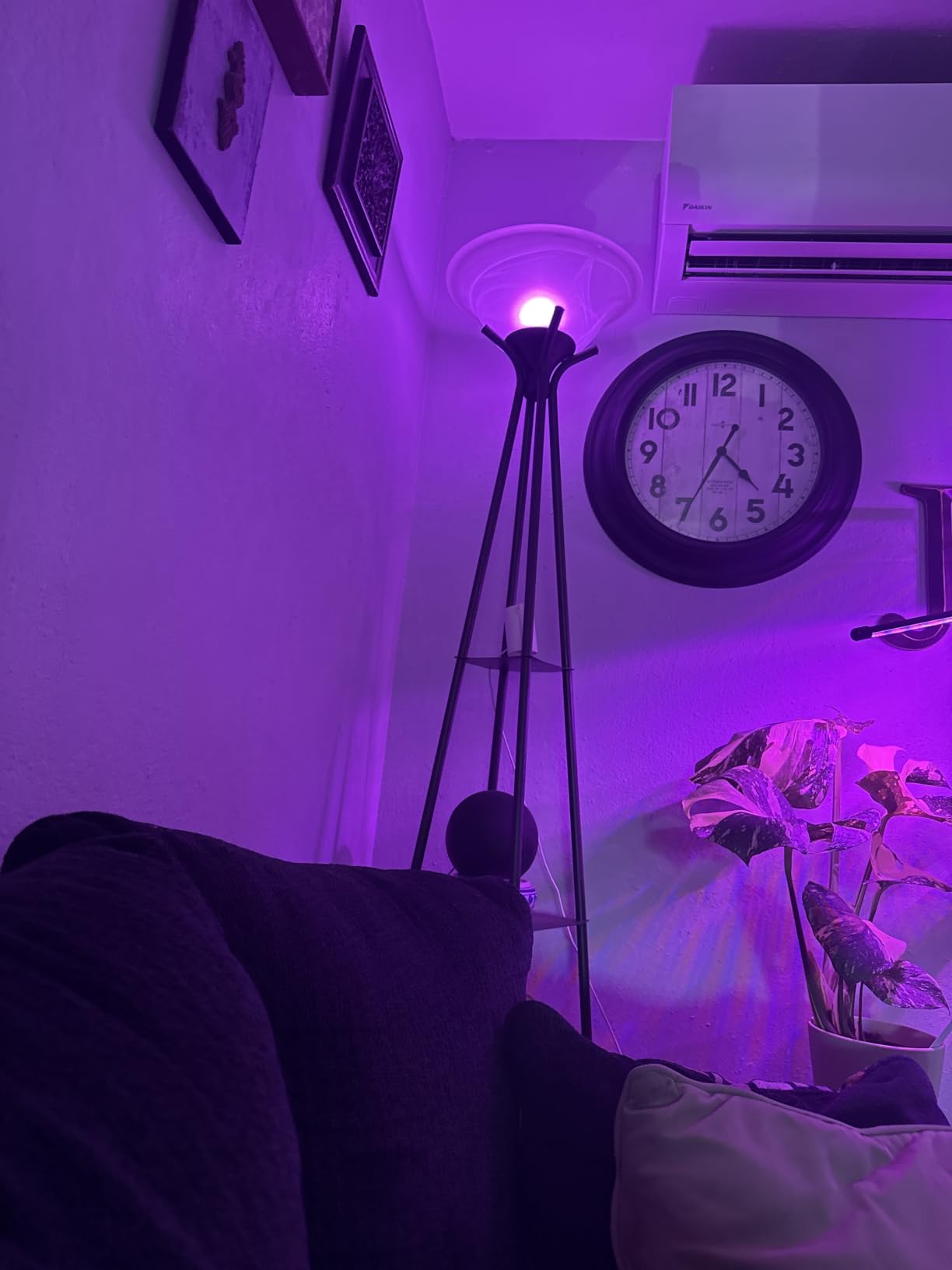 WiZ Connected Smart Light Bulbs, Sunset to Sunrise Automation + Motion Detection + Control with Voice or App, Full Color A19 60W 800LM Indoor, Matter Compatible - 3 Pack customer photo 2