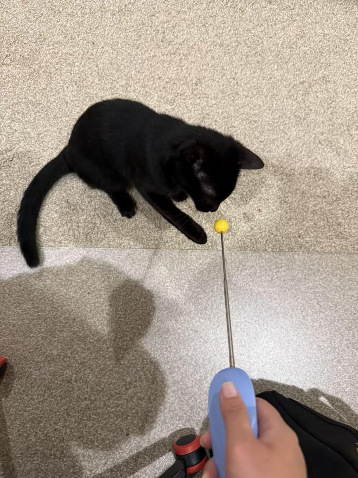 Cat Training Clicker Kit - Includes Finger Clicker and Target Stick - Perfect for Positive Reinforcement, Behavior & Obedience Training Indoors & Outdoors - Suitable for Dogs, Birds & Small Pets customer photo 2