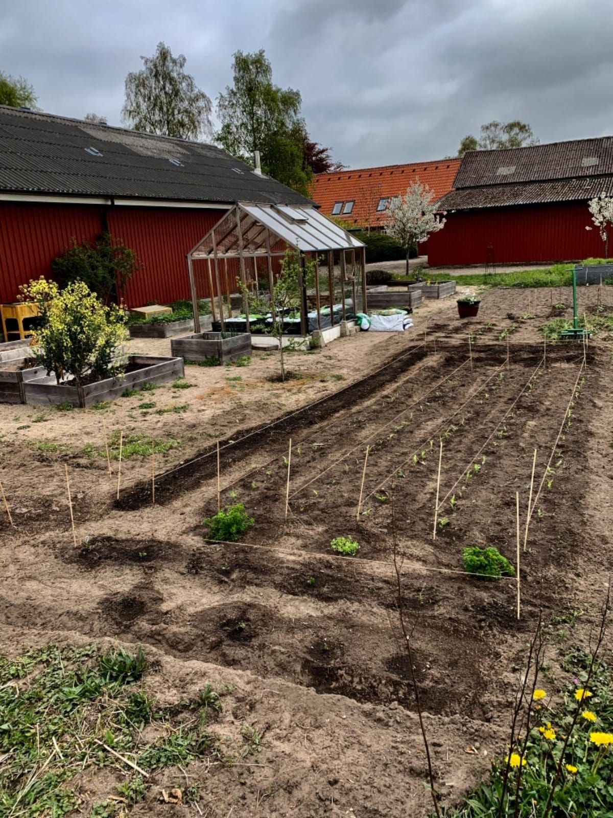 Hoss Double Wheel Hoe | Cultivate, Weed, Plow and Maintain Your Garden! customer photo 1