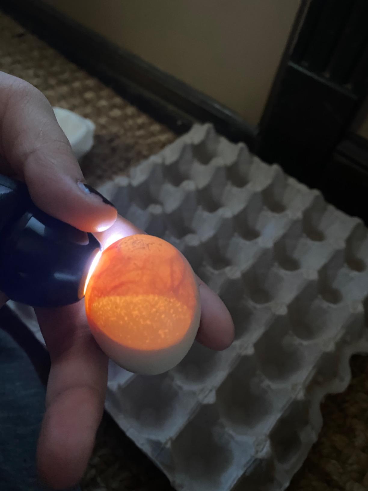 Magicfly Bright Cool LED Light Egg Candler Tester, Powered Only by Power Supply customer photo 2