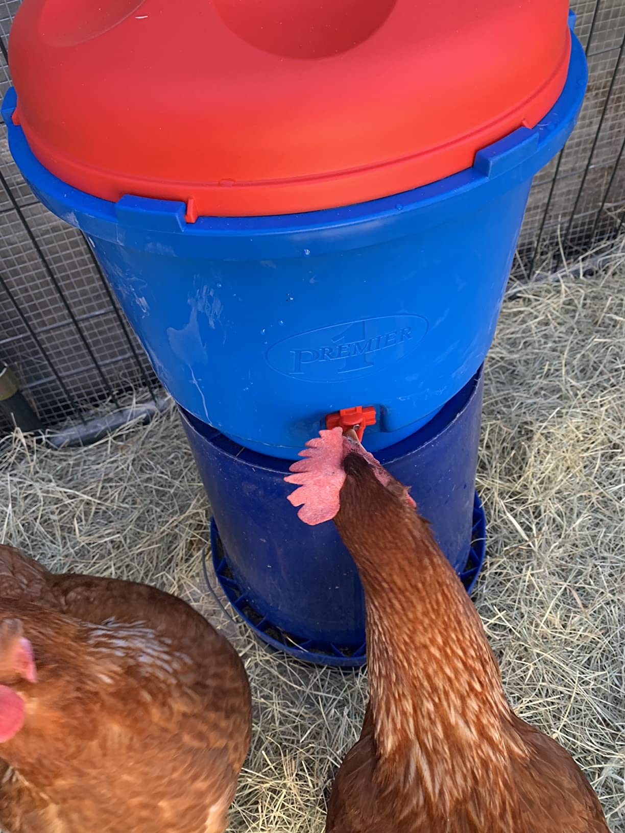 Premier 1 All-Season Heated Poultry Waterer for Chickens & Ducks – 3 Gallon customer photo 1