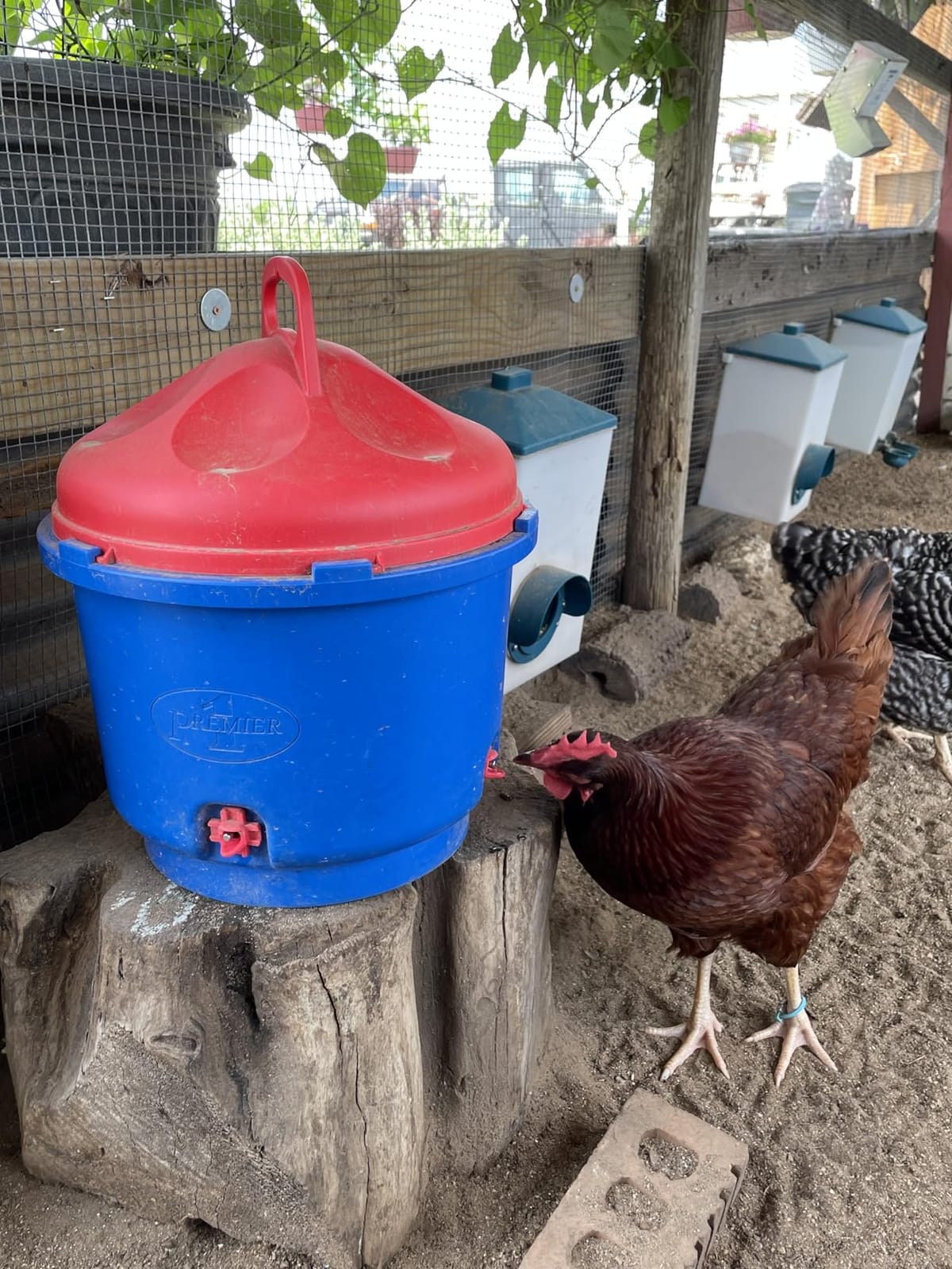 Premier 1 All-Season Heated Poultry Waterer for Chickens & Ducks – 3 Gallon customer photo 2