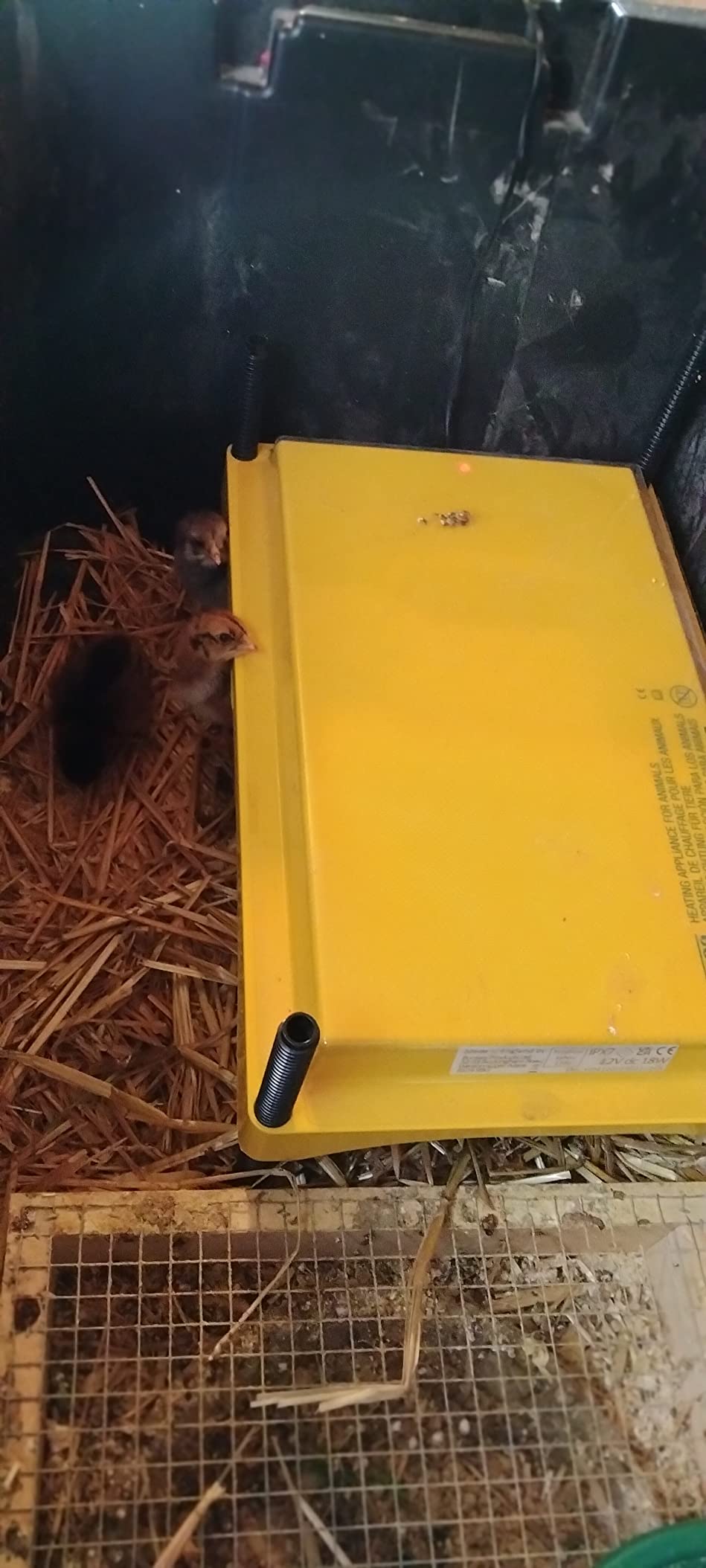 Brinsea Ecoglow Safety 600 Chick or Duckling Brooder, Up to 20 Chicks customer photo 2