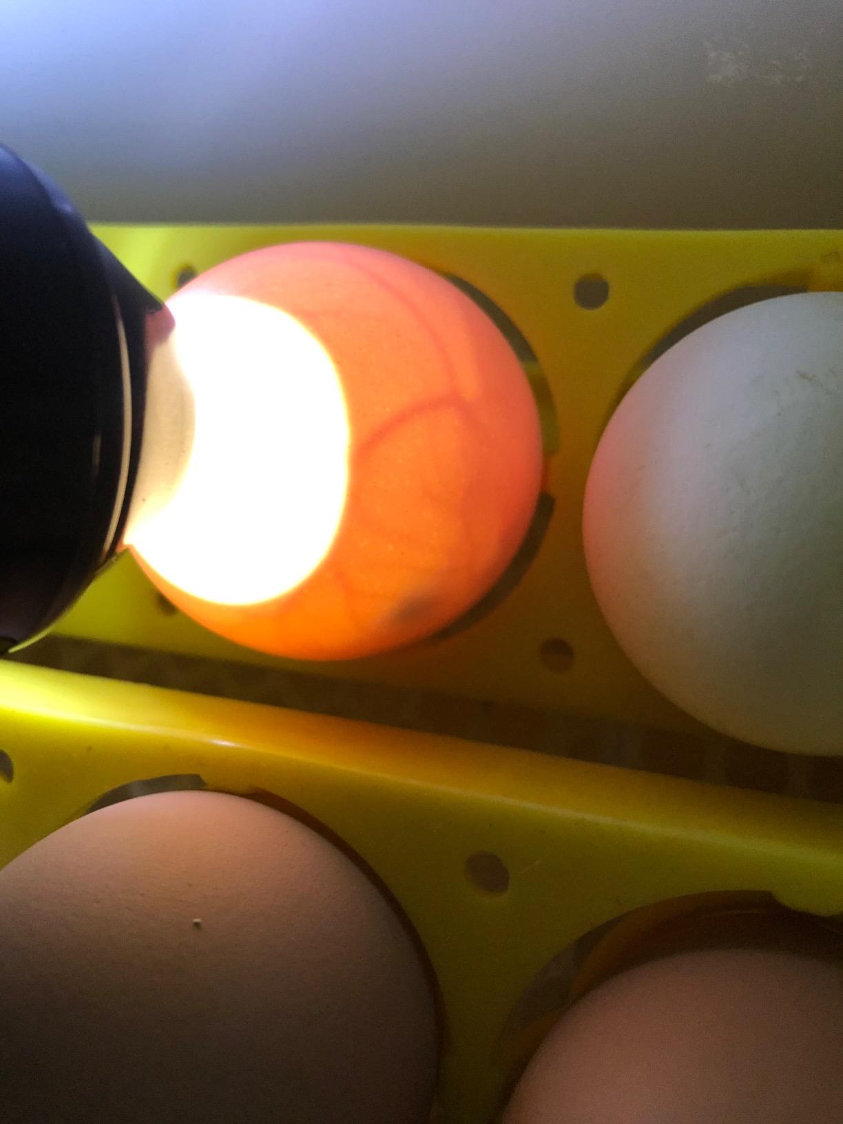 Bright Cool LED Light Egg Candler Tester Incubator for Chickens Ducks Birds Eggs - Powered by Power Cable Only customer photo 1