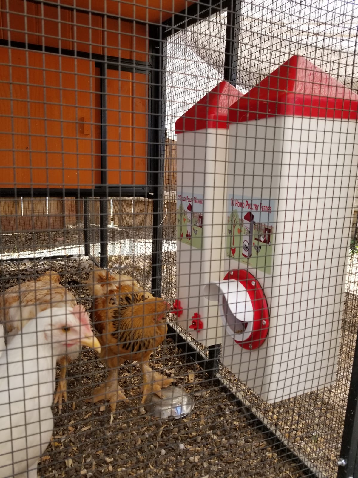 RentACoop 2 Gallon High Rise Chicken Waterer with Cups & Nipples customer photo 2