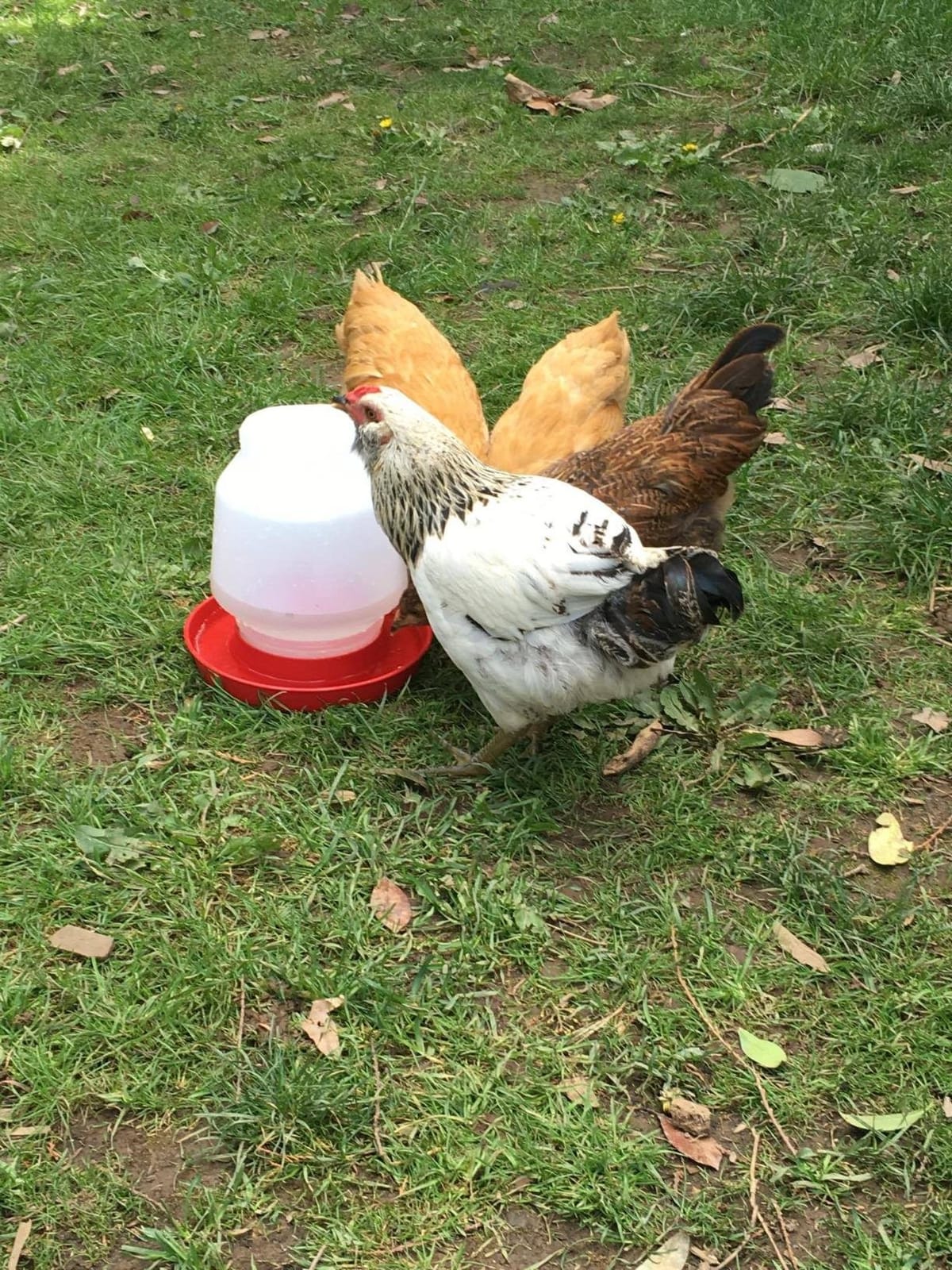 Little Giant® Complete Plastic Poultry Fount | 1 Gallon | Heavy Duty Plastic Gravity Fed Water Container Jar | Waterer for Chickens, Turkeys, Ducks & More | Made in USA | Purple customer photo 2