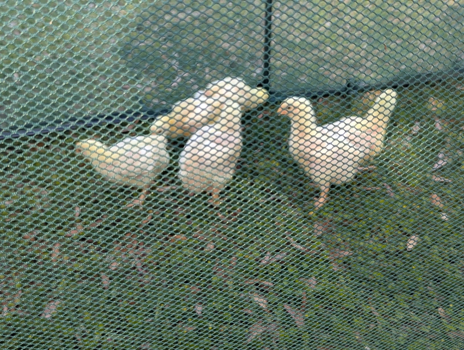 Portable Chicken Run Hen Coop,Walk-in Poultry House,Outdoor Gardening Net,Easy-up Small Animals Enclosure for Protecting Pet and Plant with Metal Frames and 10 Stakes in Backyard and Farm customer photo 1