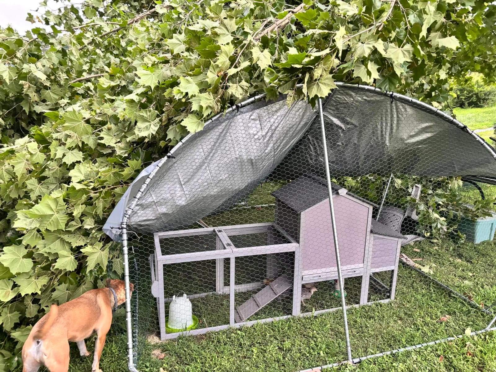 Large Metal Chicken Coop Round Top Upgrade Tri-Supporting Wire Mesh Chicken Run,Chicken Pen with Water-Resident and Anti-UV Cover,Duck Rabbit House Outdoor (6.5'L x 9'W x 6.5'H) customer photo 1