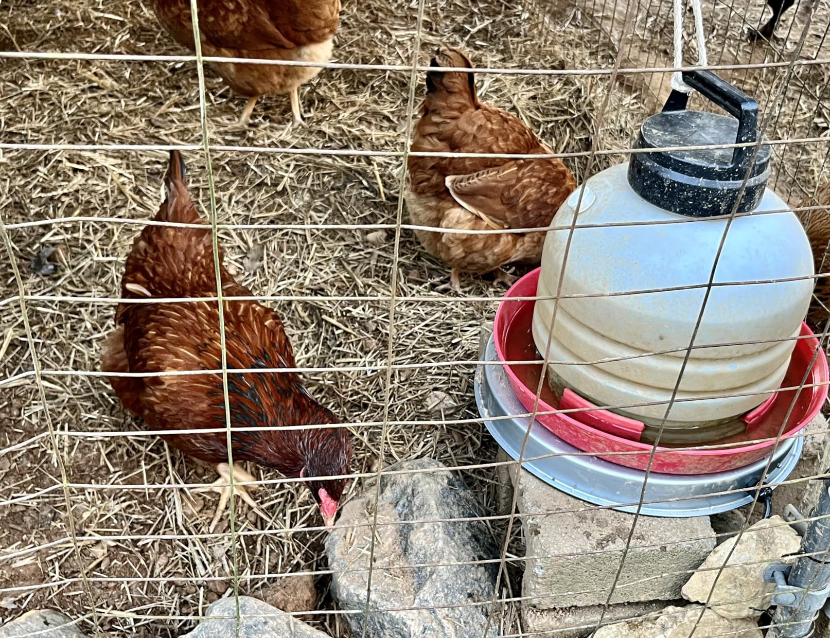 Chicken Water Heater Base for Winter, Heated Chicken Waterer 5 Gallon 125W customer photo 2