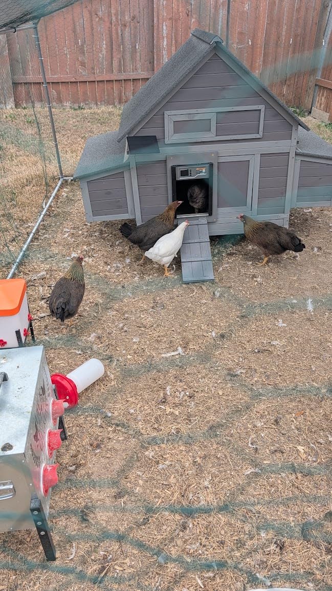 GUTINNEEN Large Chicken Coop for 4-6 Chickens, Movable Thickened Wooden Hen House on Wheels with Easy Clean Removable Tray & 2 Nesting Boxes, Extra Large Outdoor Duck Cage & Rabbit Hutch customer photo 1
