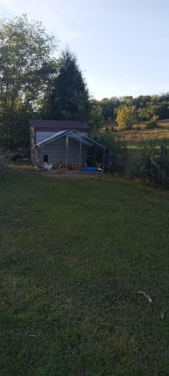 Large Metal Chicken Coop 10x10 Walk-in for 20 Chickens, Predator-Proof customer photo 2