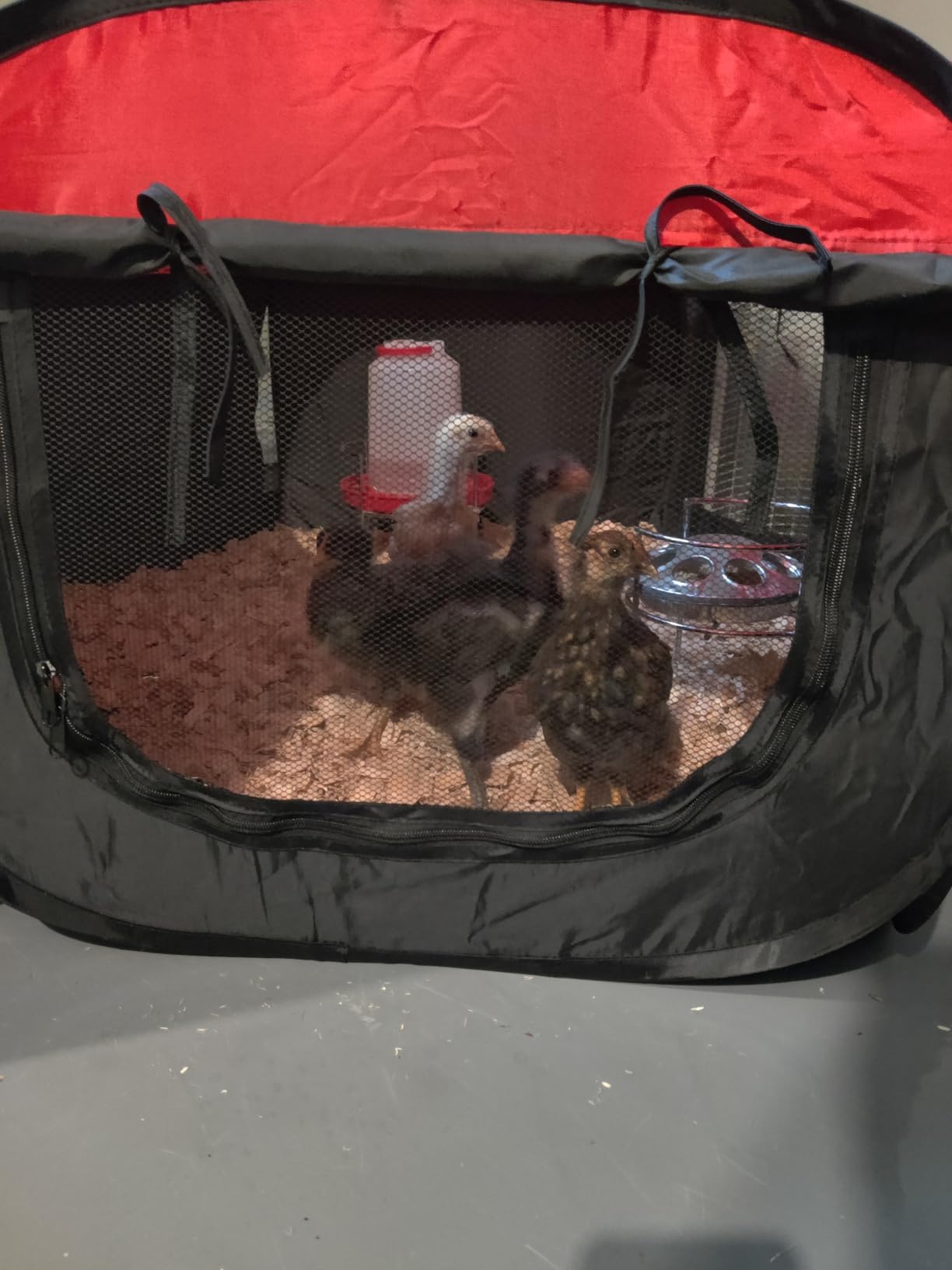 Tetuga Brooder Box for Chick Starter Kit with 10x 12” Brooder Heating Plate customer photo 1