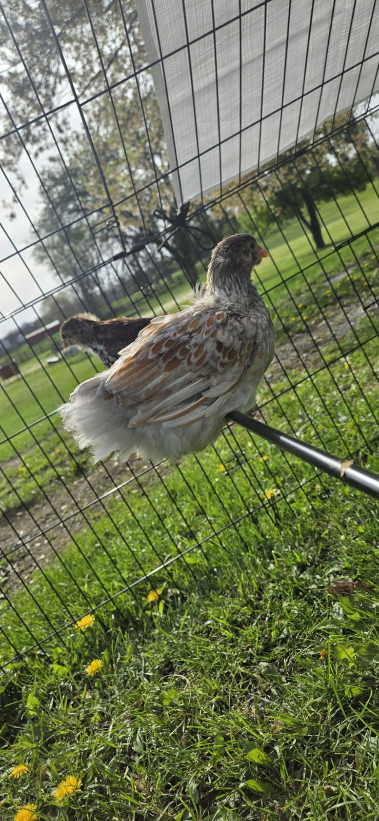 NUGRIART Metal Chicken Coop 83