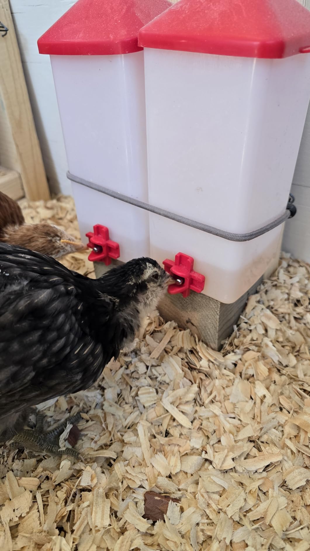 ZenxyHoC Baby Chick Waterer with Nipple Drinker 2 * 0.26 Gal (White) customer photo 1