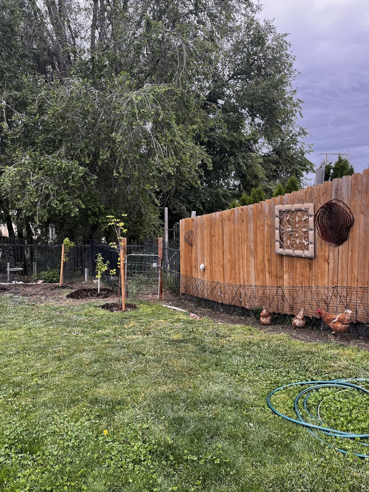 VEVOR Chicken Tunnels for Yard, Metal Poultry Playpen for Outside with Waterproof Cover & Corner Frames, 157.5 x 39.4 x 24.2 inch(LxWxH), Also Widely Used for Ducks, Rabbits, Geese Coop customer photo 2