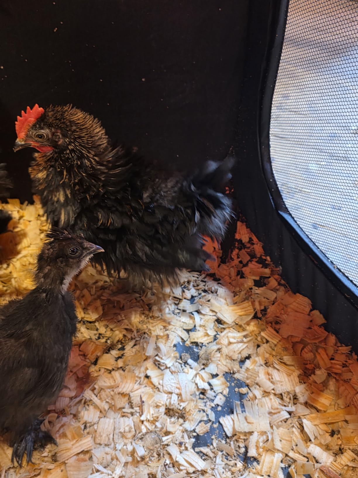 Brooder Box for Chick Starter Kit - 2026 Upgrade Dual Door Chicken Brooder Pen/Playpen/Tent with 10*10 in Brooder Heating Plate,Nesting Pad,Chicks Feeder&Waterer,Chick Perch Up to 15 Chicks,Duck,Quail customer photo 1