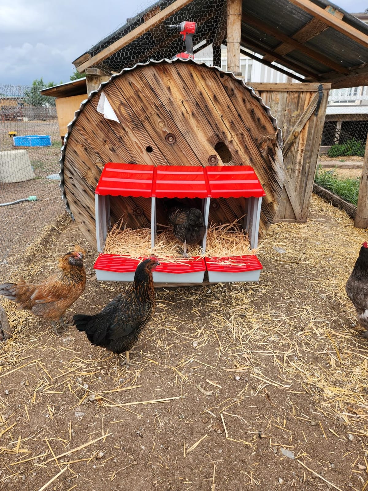 2 Hole Chicken Nesting Box with Rolling Egg Collection Design customer photo 2
