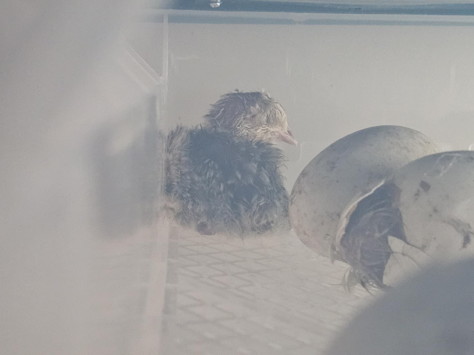 Egg Incubator for Hatching 120 Eggs with 5 Auto Incubation Models customer photo 2