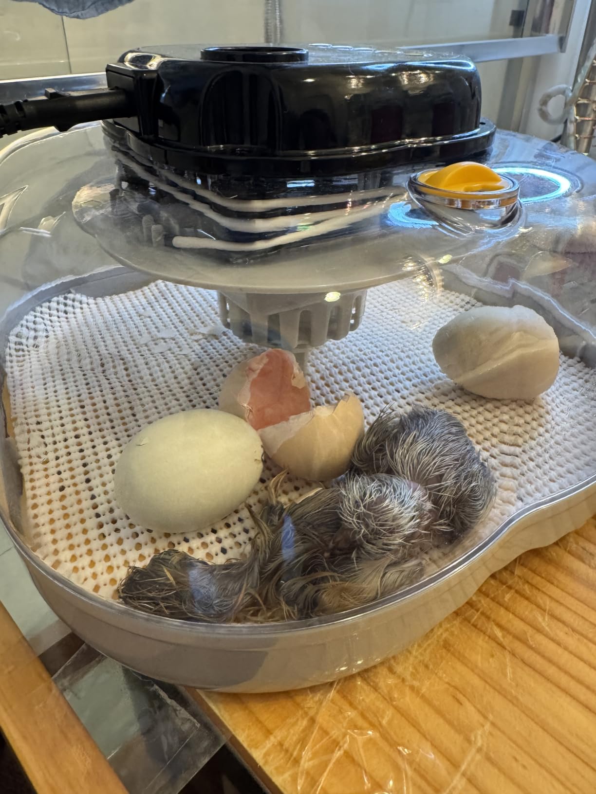 Egg Incubators for Hatching Eggs, 18 Chicken or 8 Large Eggs Incubator customer photo 1