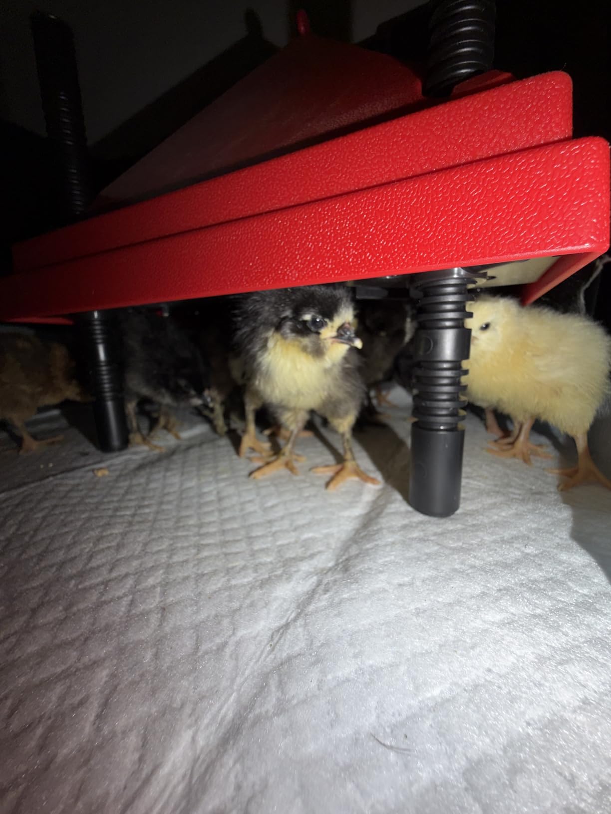 Chick Brooder Heater with Anti-Roost Cone & Constant Temp Red 12
