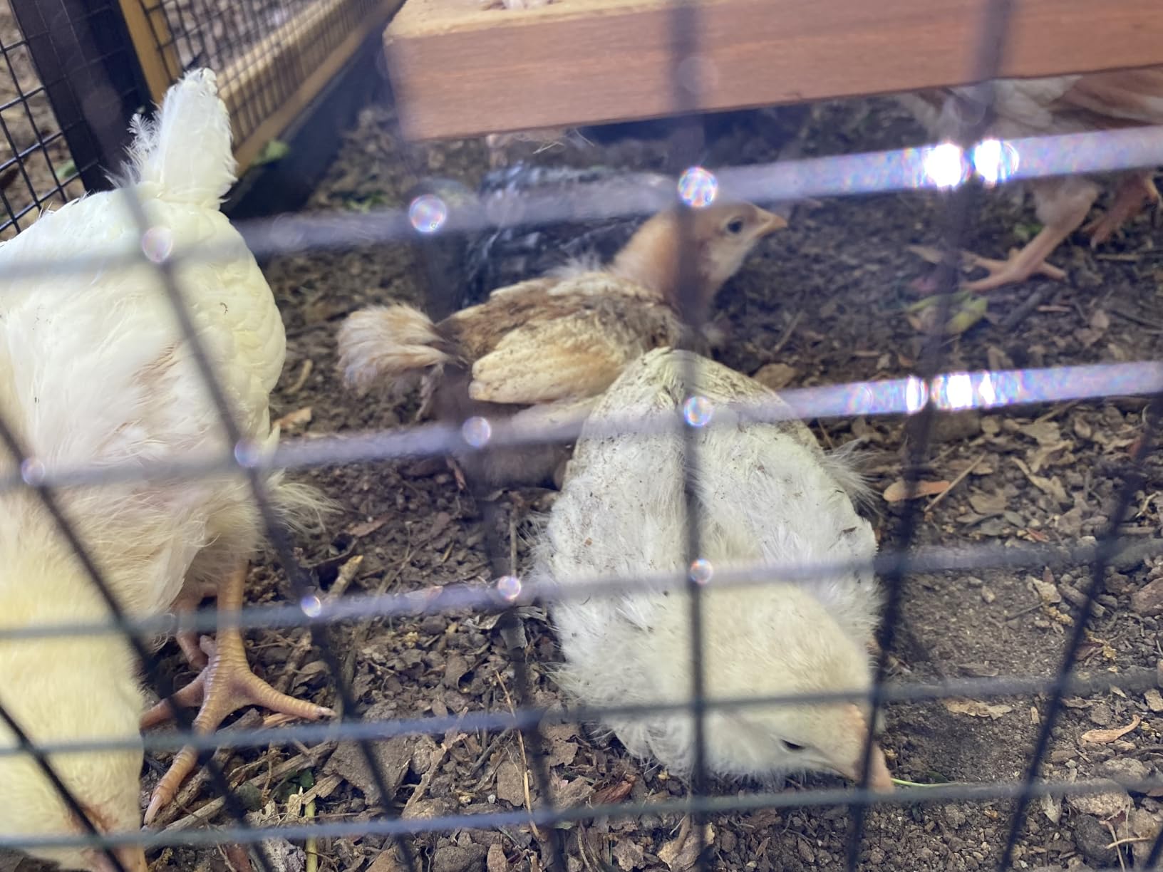 Petsfit Outdoor Chicken Coop with Run for 4-6 Chickens, 3 Nesting Boxes customer photo 1