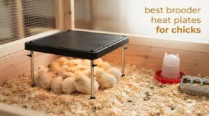 best brooder heat plates for chicks