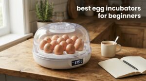 best egg incubators for beginners