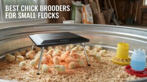 best chick brooders for small flocks