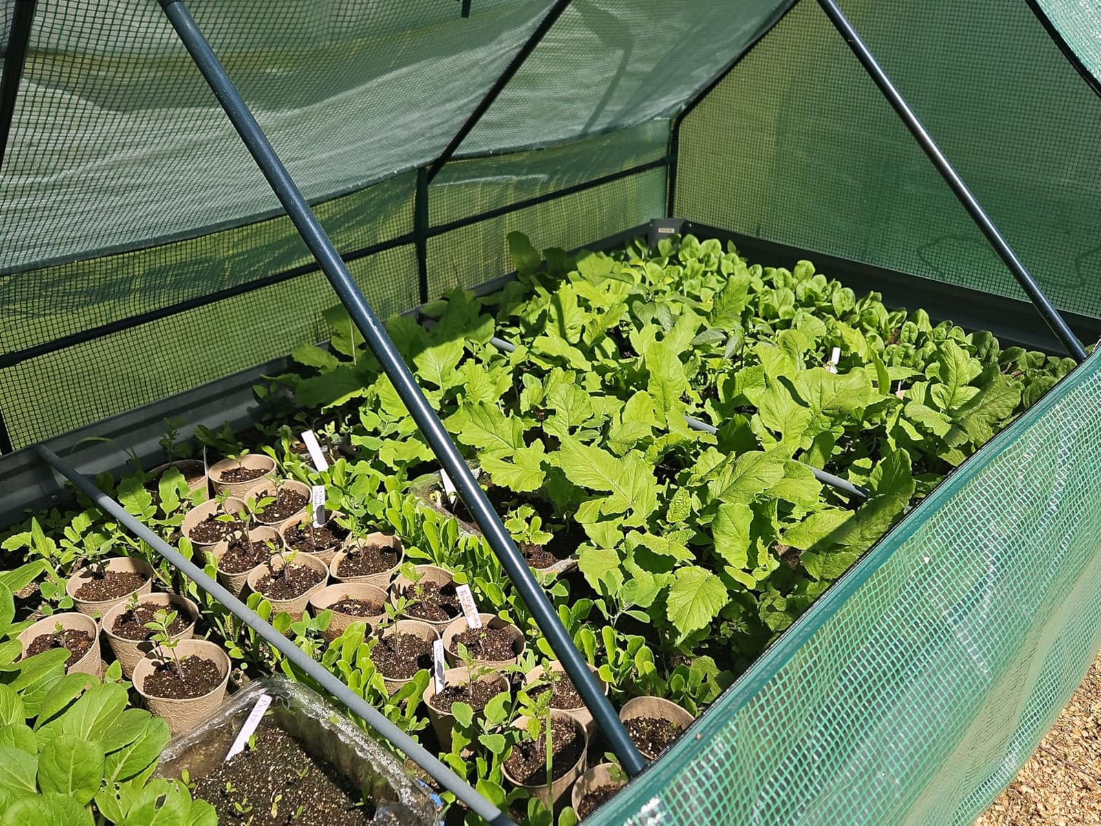 Quictent Raised Garden Bed with Cover Galvanized Planter Box 6x3x1ft customer photo 2