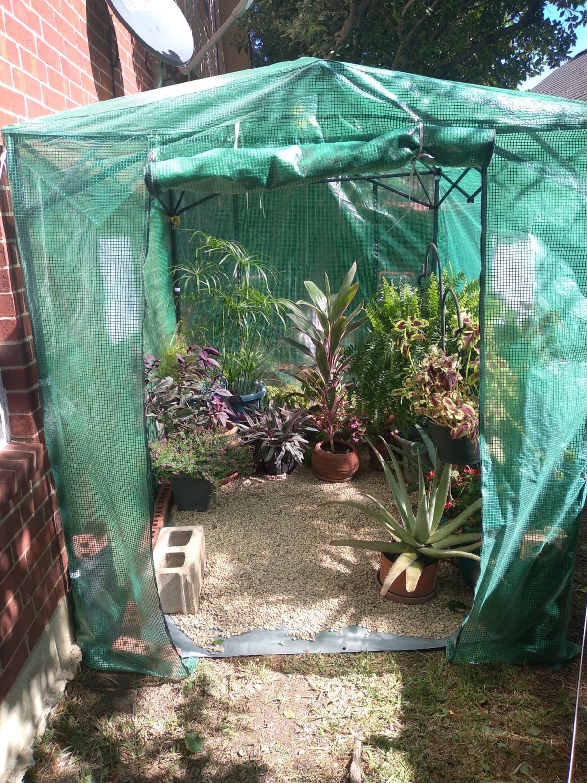 CROWN SHADES 12X8 Pop Up Outdoor Walk-in Portable Greenhouse,Green customer photo 2